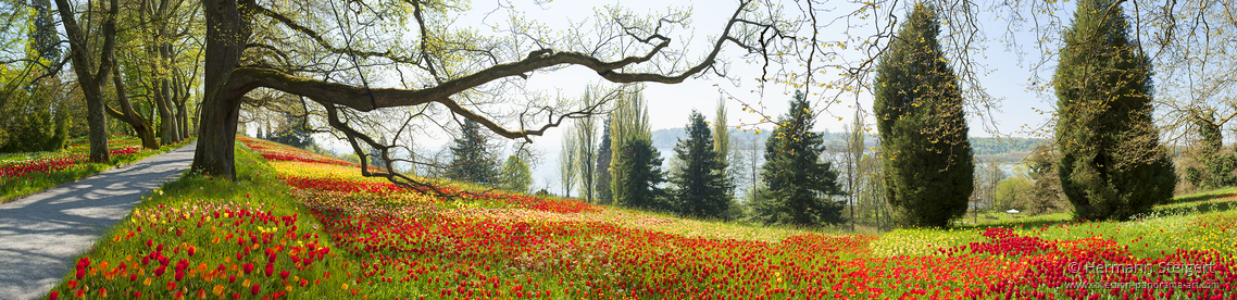 Baum und Tulpen