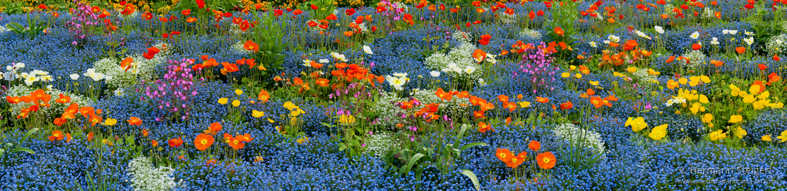 Bunte Frühlingsblüte auf der Insel Mainau Bunte Frühlingsblüte auf der Insel Mainau