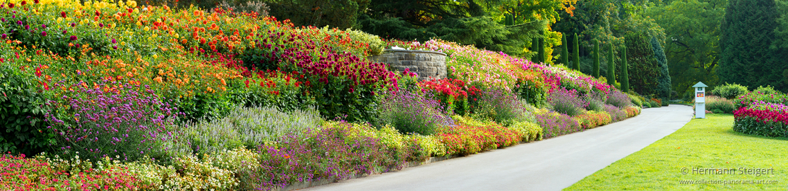 Dahlienblüte auf der Insel Mainau 2 Dahlienblüte auf der Insel Mainau 2