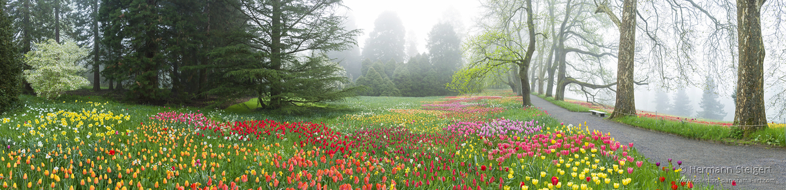 Morgenstimmung mit Tulpen