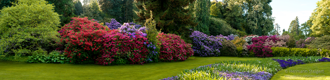 Rhododendronblüte auf der Insel Mainau Rhododendronblüte auf der Insel Mainau