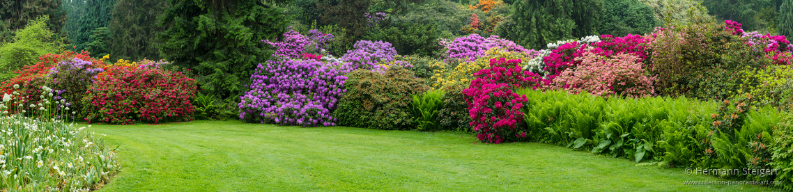 Rhododentronblüte an einer Wiese auf der Insel Mainau Rhododentronblüte an einer Wiese auf der Insel Mainau