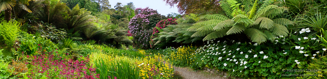 Trebah Garden 13 Trebah Garden 13
