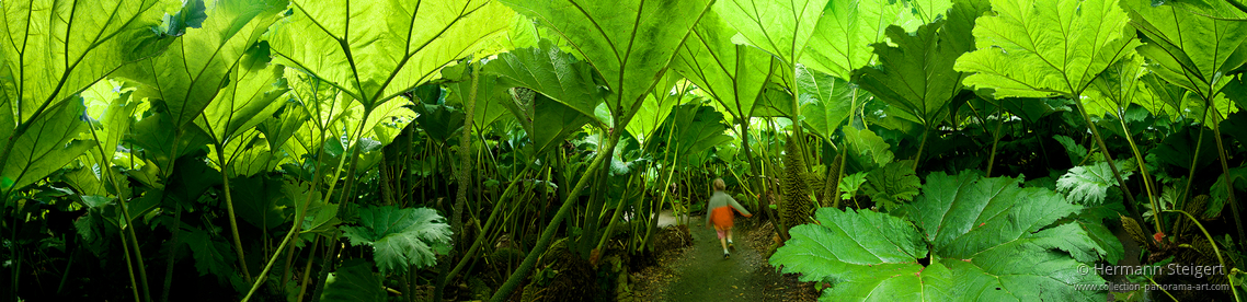 Trebah Garden 3 Trebah Garden 3