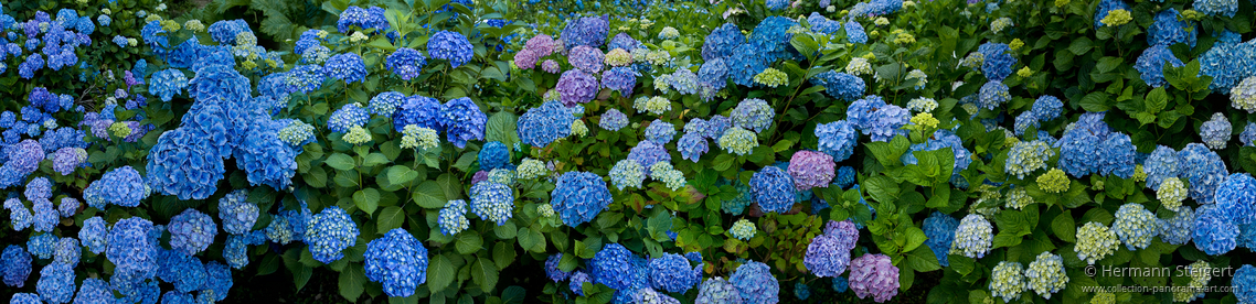 Trebah Garden 8 Trebah Garden 8