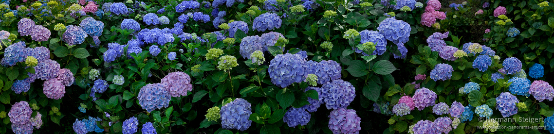 Trebah Garden 9 Trebah Garden 9