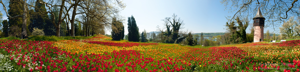 Tulpenblüte auf der Insel Mainau