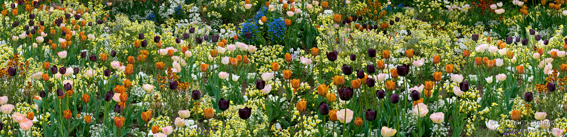 Tulpenblüte im Hermannshof.