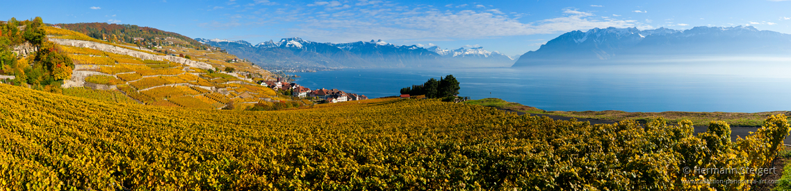 Weinberge am Genfer See 2