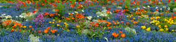 Bunte Frühlingsblüte auf der Insel Mainau