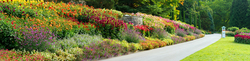 Dahlienblüte auf der Insel Mainau 2