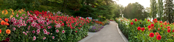 Dahlienblüte auf der Insel Mainau