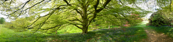 High Beeches Gardens