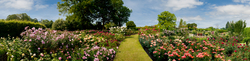 RHS Garden,Wisley 11