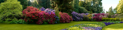 Rhododendronblüte auf der Insel Mainau