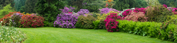 Rhododentronblüte an einer Wiese auf der Insel Mainau