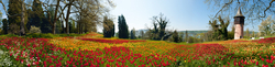 Tulpenblüte auf der Insel Mainau