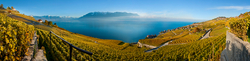 Weinberge am Genfer See